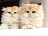 British Golden Ny12 Longhair Yavrularimiz