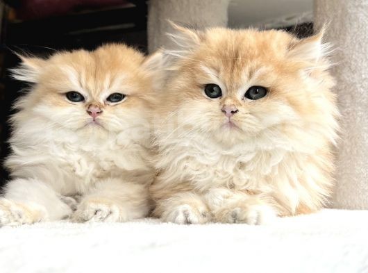 British Golden Ny12 Longhair Yavrularimiz görsel
