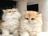 British Golden Ny12 Longhair Yavrularimiz