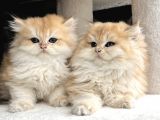 British Golden Ny12 Longhair Yavrularimiz