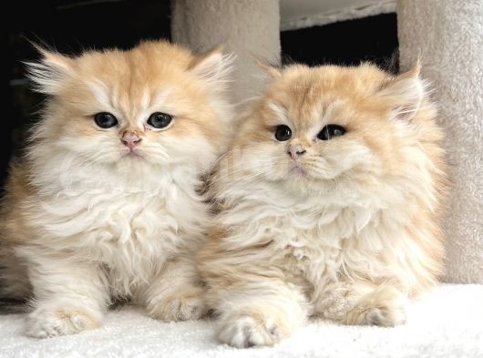 British Golden Ny12 Longhair Yavrularimiz görsel