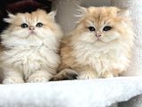 British Golden Ny12 Longhair Yavrularimiz