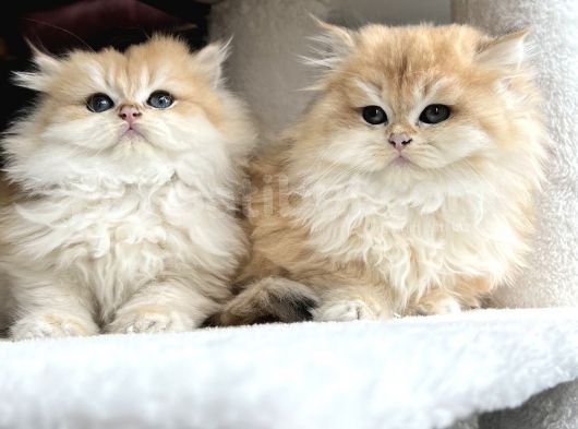 British Golden Ny12 Longhair Yavrularimiz görsel