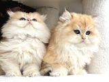 British Golden Ny12 Longhair Yavrularimiz