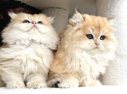 British Golden Ny12 Longhair Yavrularimiz görsel