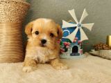 Malti̇po Ci̇nsi̇