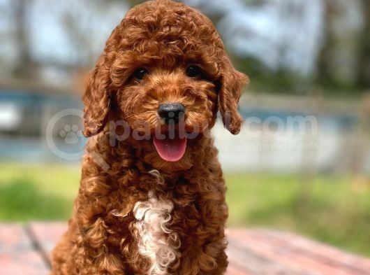 Sevimli Mini Boy Safkan Poodle Bebekler görsel