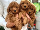 Sevimli Mini Boy Safkan Poodle Bebekler