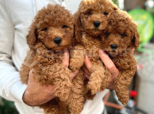 Sevimli Mini Boy Safkan Poodle Bebekler