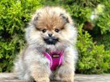 Teddy Face Pomeranian Boo Bebeklerimiz