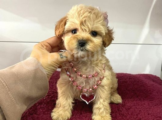 Mini Boy Multigen Maltipoo Bebeklerimiz görsel