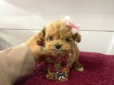 Mini Boy Multigen Maltipoo Bebeklerimiz