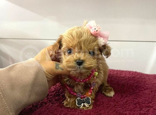 Mini Boy Multigen Maltipoo Bebeklerimiz