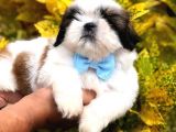 Tava Surat Shi̇h Tzu Yavrulari