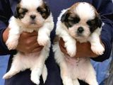 Tea Cup Shih Tzu Yavruları