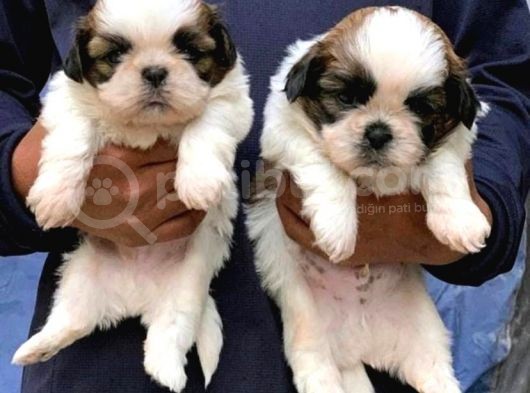 Tea Cup Shih Tzu Yavruları görsel