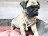 70 Günlük Sifir Burun Gül Kuyruk Pug Mops