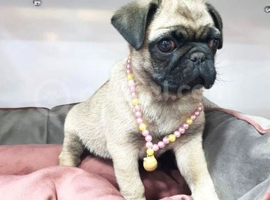 70 Günlük Sifir Burun Gül Kuyruk Pug Mops