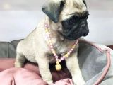 70 Günlük Sifir Burun Gül Kuyruk Pug Mops