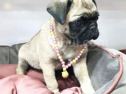 70 Günlük Sifir Burun Gül Kuyruk Pug Mops görsel