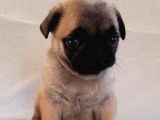 Anatomi̇ Hari̇kasi Pug Yavrulari