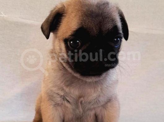 Anatomi̇ Hari̇kasi Pug Yavrulari
