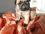 Safkan Irk Özelli̇kli̇ Pug Yavrulari