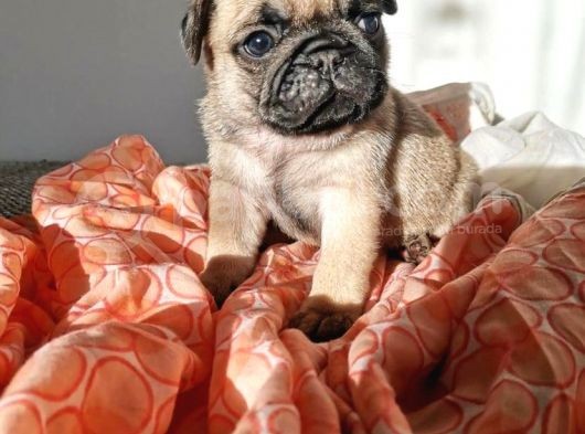 Safkan Irk Özelli̇kli̇ Pug Yavrulari görsel