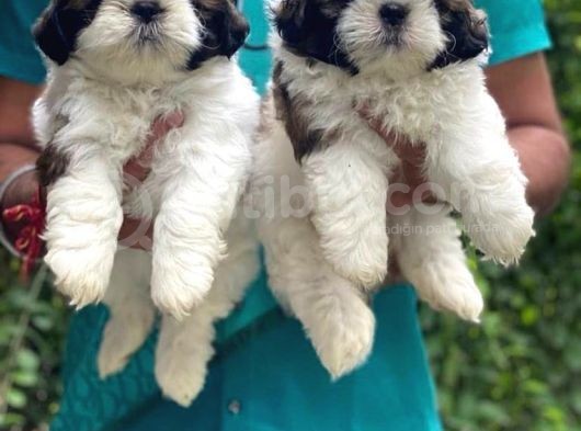 Tea Cup Shih Tzu Yavruları görsel