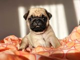 Safkan Irk Özelli̇kli̇ Pug Yavrulari