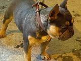 French Bulldog blutan