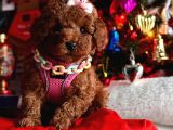 Di̇şi̇ Red Brown Toy Poddle