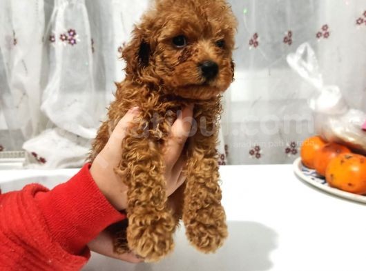 Erkek Ve Dişi Toy Poodle Bebeklerimiz görsel