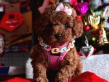 Orjinal Toy Poodle