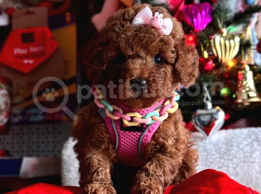 Orjinal Toy Poodle