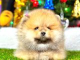 Teddy Bear Pomeranian