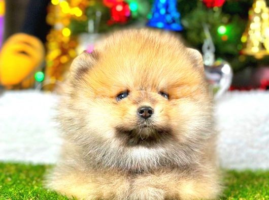 Teddy Bear Pomeranian görsel