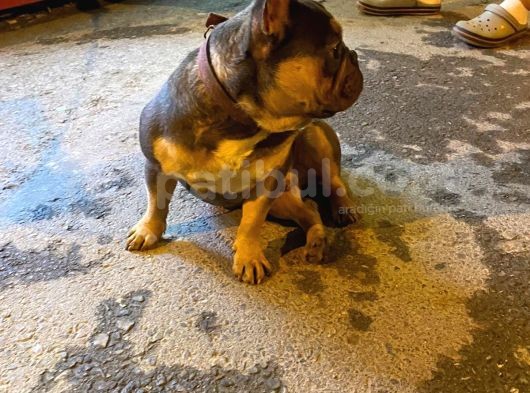 French Bulldog Blutan görsel
