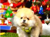 Teacup Orange Pomerani̇an