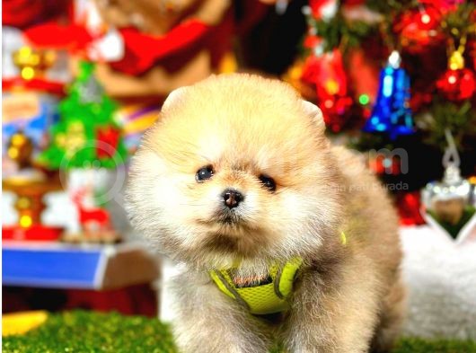 Teacup Orange Pomerani̇an görsel