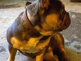 French Bulldog Blutan