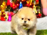 Teacup Orange Pomerani̇an