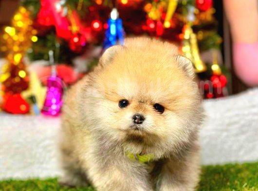 Teacup Orange Pomerani̇an görsel