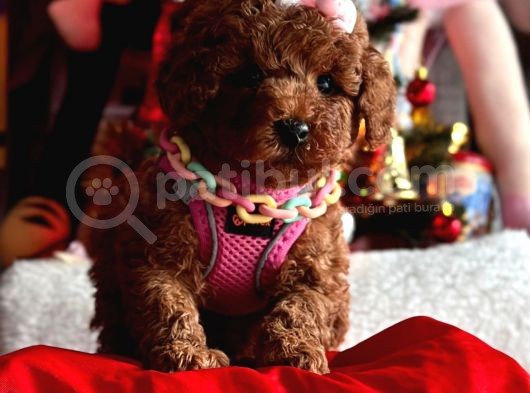 Orjinal Toy Poodle görsel