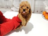 Erkek Ve Dişi Toy Poodle bebeklerimiz