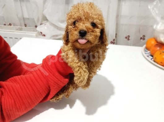 Erkek Ve Dişi Toy Poodle Bebeklerimiz