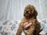 Erkek Ve Dişi Toy Poodle Bebeklerimiz