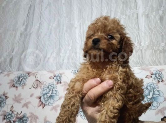Erkek Ve Dişi Toy Poodle Bebeklerimiz görsel