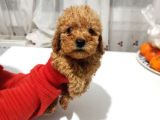 Erkek Ve Dişi Toy Poodle Bebeklerimiz