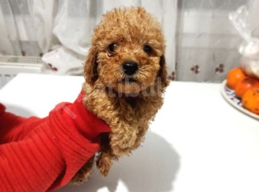 Erkek Ve Dişi Toy Poodle Bebeklerimiz görsel